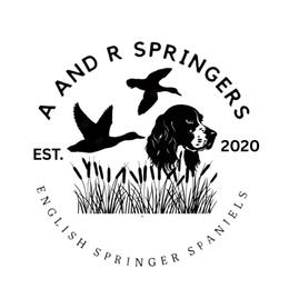 Mallard - Liver white and roan male English Springer Spaniel puppy in Braidwood, Illinois from A & R Springers