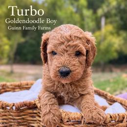Turbo - male Goldendoodle puppy in Grove, Oklahoma from Guinn Family Farms