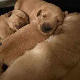 Yellow - Golden female Golden Retriever puppy in Van Alstyne, Texas from Grace N Goldens