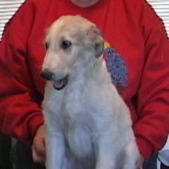 Borzoi Puppies from Radost Borzoi