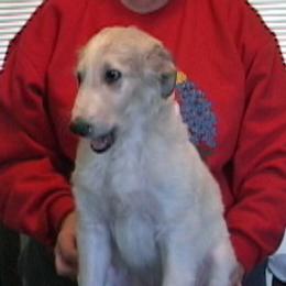 Borzoi Puppies from Radost Borzoi