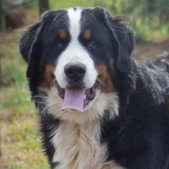 Bernese Mountain Dogs from A&A Greenwood Kennel