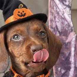 Dachshunds and French Bulldogs from Gils Funny Farm
