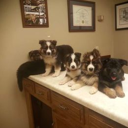 German Shepherd Puppies from Rain's Legacy German Shepherds