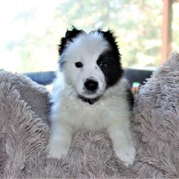Border Collie Puppies from Team Reeves Ranch