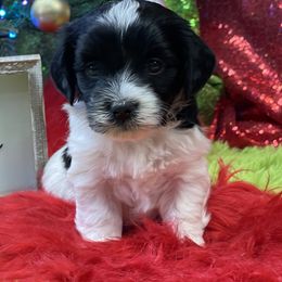 Havanese Puppies from Rose Hill Havanese