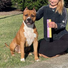 American Staffordshire Terrier Puppies from America's Best