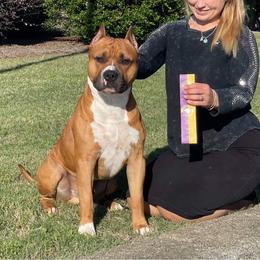 American Staffordshire Terrier Puppies from America's Best