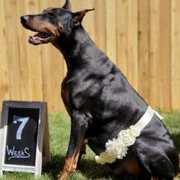 Doberman Pinschers from Rebecca Banderas