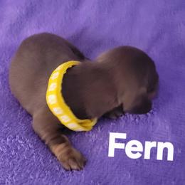 Fern - Chocolate and tan female Dachshund puppy in Onalaska, Texas from Weenies on the Lake