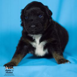 Australian Shepherd Puppies from Ashlee's Aussies