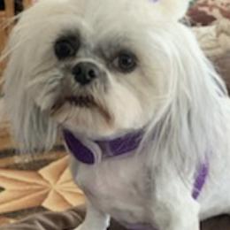 Shih Tzus from Burch Homestead