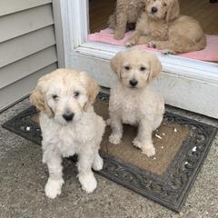 Double Doodle Puppies from Riverside Doodles in Seattle