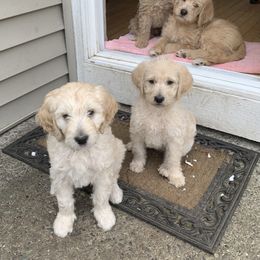 Double Doodle Puppies from Riverside Doodles in Seattle