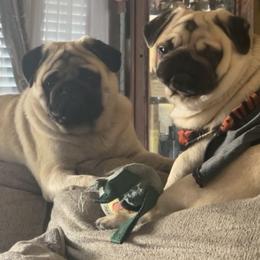 Bulldog and Pug Puppies from The Pugarazzi