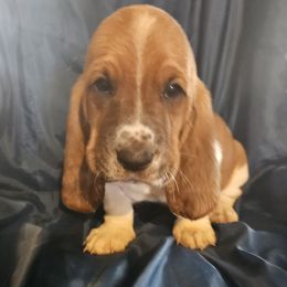 Boy 1 - Basset Hound puppy from Bad and Boujee Basset Hounds