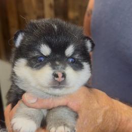 Storm - Black and white female Pomsky puppy in Spring Hill, Florida from PDQ Pomskies