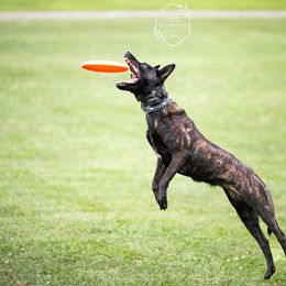 Demi - Dutch Shepherd