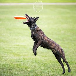 Demi - Dutch Shepherd