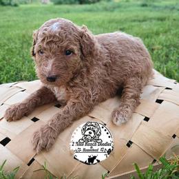 Curly Apricot - Yellow and white male Bernedoodle puppy in Graham, Texas from 2 Rose Ranch Doodles