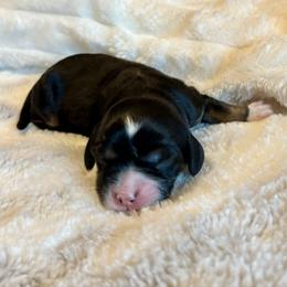 Mears - Black white and tan female Cockapoo puppy in Marietta, South Carolina from River Falls Cockapoos
