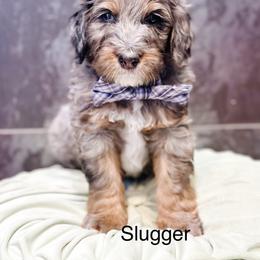 Slugger - Blue merle male Bernedoodle puppy in Pasco, Washington from Camp Doodle Woods