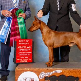 Eren - German Pinscher
