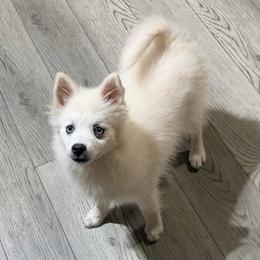 Ariya's white boy - White male Pomsky puppy in Enid, Oklahoma from Mile Hi Pomskies
