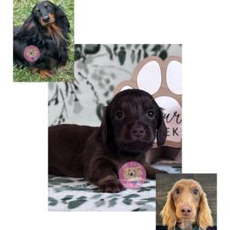 Isabella - Chocolate and tan female Dachshund puppy in Dothan, Alabama from Little House Pups