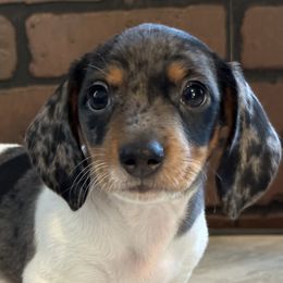 Dachshunds from Teenie Tiny Doxies