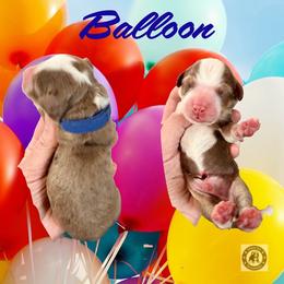 Balloon - Chocolate merle male Bernedoodle puppy in Banner Elk, North Carolina from Walnut Tree Bernedoodles