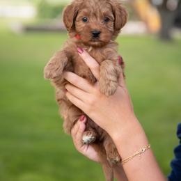 KENNEDY - Red  female Goldendoodle puppy in Meridian, Idaho from Country Club Doodles