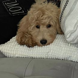 Goldendoodle Puppies from Nona & Papa Goldendoodles-Aledo TX