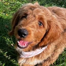 Basil - Apricot female Goldendoodle puppy in Osage City, Kansas from Golden Ridge Goldens