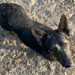Ziggy - Brindle and white female American Corgi puppy in Hope, Arkansas from Foxy Knoll Farm