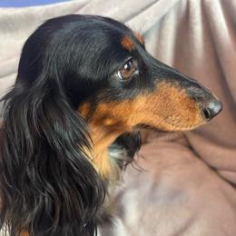Sparkles - Dachshund