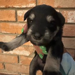 Snickers - Black and silver male Miniature Schnauzer puppy in Lubbock, Texas from Schnazzy Schnauzers