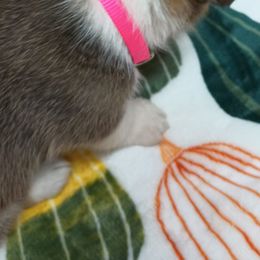 Pembroke Welsh Corgi Puppies from Episode Corgis