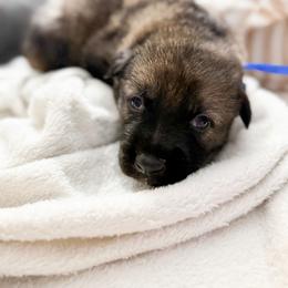 Girl 1 - Sable female German Shepherd puppy in Denver, Colorado from Morales Kennels