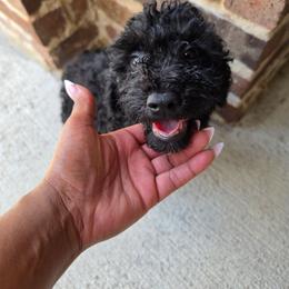 Leo - Black male Goldendoodle puppy in Forney, Texas from Cityline Goldendoodles