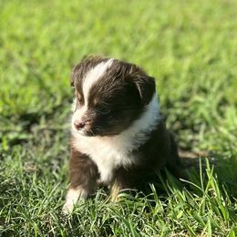 Lilo - Red tri female Toy Australian Shepherd puppy in Bogata, Texas from Maple Creek Run