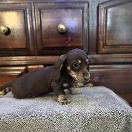 Diesel - Chocolate and cream male Dachshund puppy in Ceres, California from Rockin' M’s LilBitty Dachshunds (LBD)