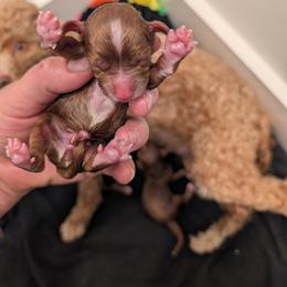 Boy 1 - male Cavapoo puppy in Mapleton, Illinois from Gardner Lane Puppies