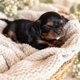 Waylon - Black and tan male Cavalier King Charles Spaniel puppy in Texarkana, Texas from Hidden Creek Cavaliers