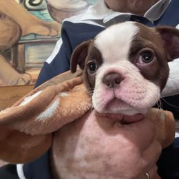 Boy 2 - male Boston Terrier puppy in Pierceton, Indiana from Deb's Boston Terriers