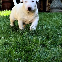 Bull Terrier Puppies from Old England Bull Terriers