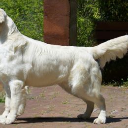 ENZO - Golden Retriever