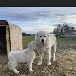 Yeti - Maremma Sheepdog