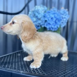 Dachshund Puppies from Double B Corsos & Dachshunds