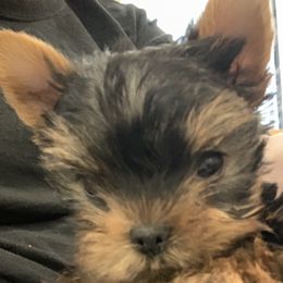 Yorkshire Terrier Puppies from Gator garden Yorkies